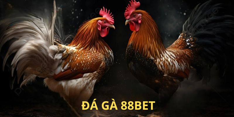 Đá Gà 88BET – Trải Nghiệm Cuộc Chiến Kịch Tính, Hấp Dẫn